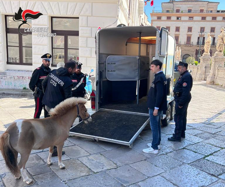 La corsa dei pony virale in rete: trovato dai Carabinieri uno dei cavalli, denunciato il proprietario 28enne