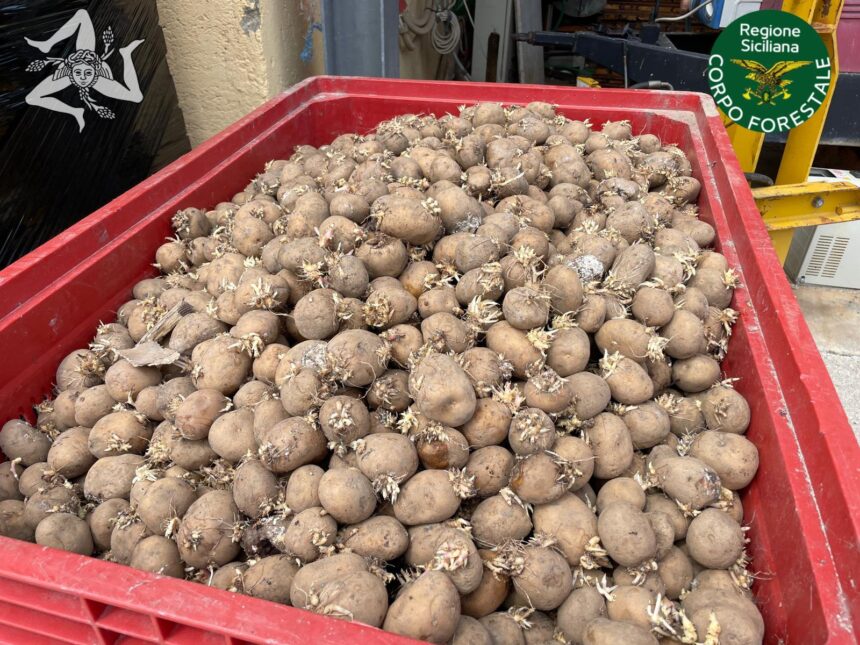 Smaltite 16 tonnellate di patate sequestrate dal Noras del Corpo Forestale della Regione