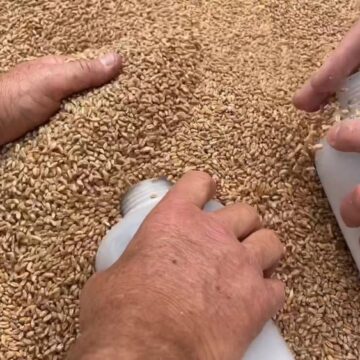Controlli del Noras su oltre tremila tonnellate di grano estero a Pozzallo