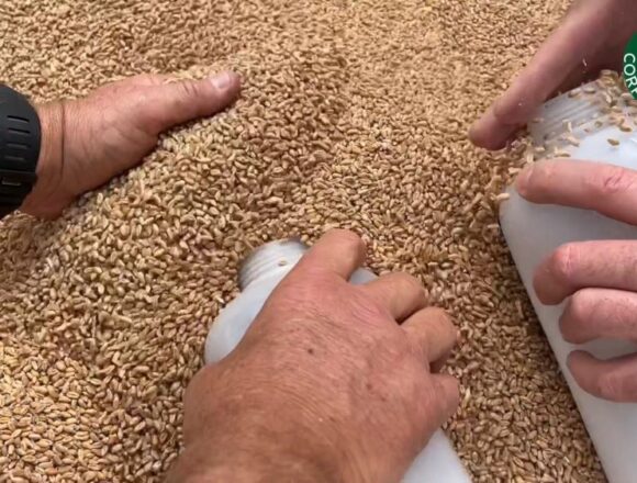 Controlli del Noras su oltre tremila tonnellate di grano estero a Pozzallo