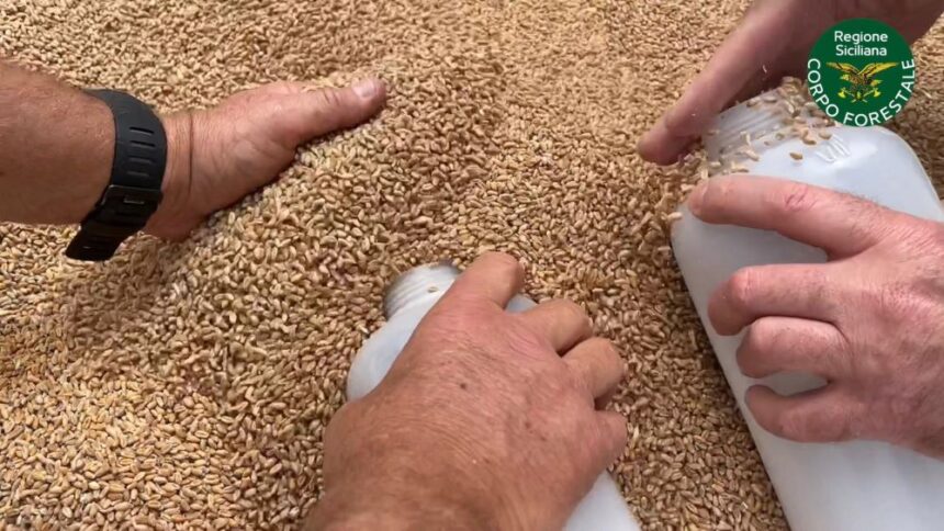 Controlli del Noras su oltre tremila tonnellate di grano estero a Pozzallo
