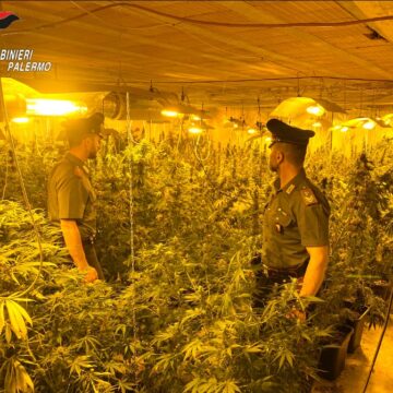 Due serre indoor per coltivare marijuana. I Carabinieri arrestano due uomini a Partinico