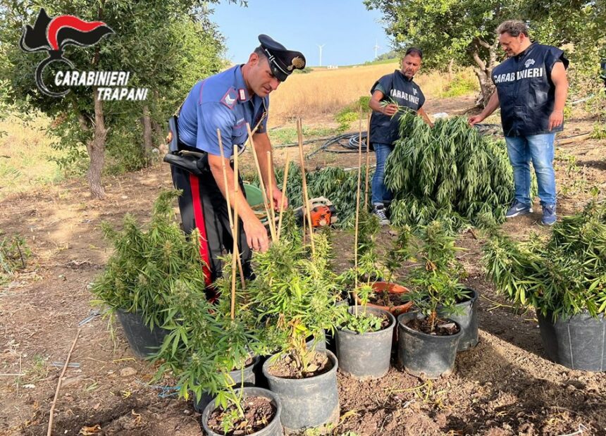 Trapani: rinvenuta piantagione di canapa indiana
