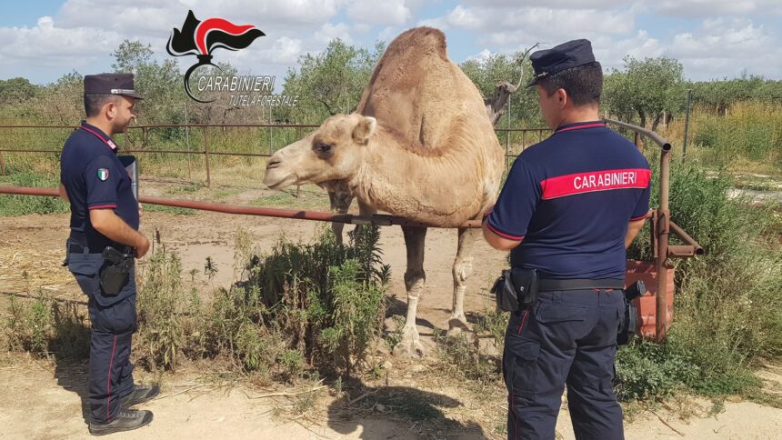 CASTELVETRANO: AZIENDA AGRICOLA CON SPECIE PERICOLOSE E PROTETTE, SENZA DOCUMENTAZIONI E AUTORIZZAZIONI. DENUNCIATO 54ENNE