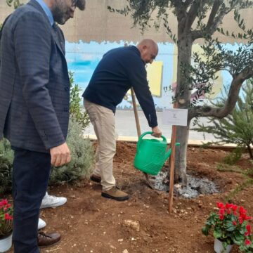 Festa dell’albero, Sammartino e Turano piantumano due olivi a Catania e Alcamo con gli studenti delle scuole