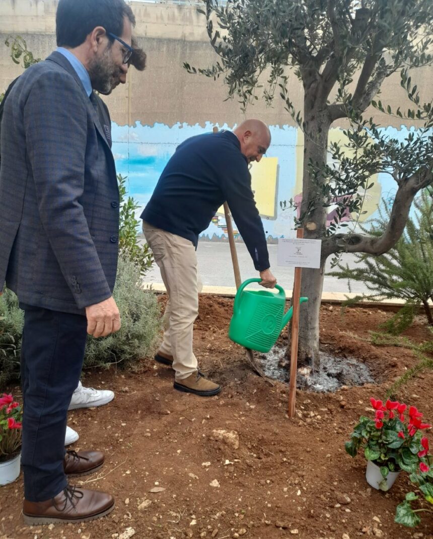 Festa dell’albero, Sammartino e Turano piantumano due olivi a Catania e Alcamo con gli studenti delle scuole