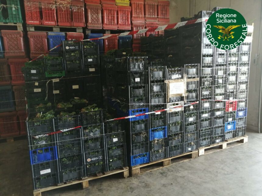 Agroalimentare, in beneficenza 1,5 tonnellate di ortaggi sequestrati dal Noras al Maas di Catania