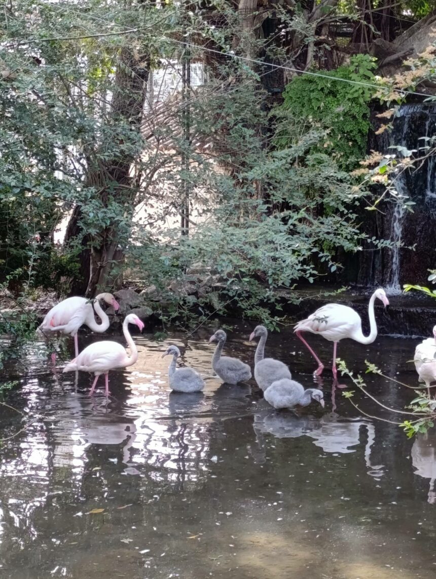 Giardini di Palazzo d’Orléans, nati cinque fenicotteri rosa 