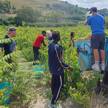 Vendemmia della legalità a Salemi, raccolti 35 quintali di uva dai volontari