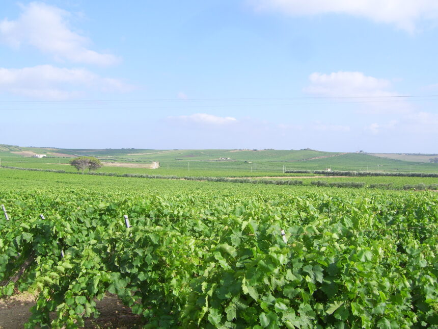 “Vendemmia 2026: il vigneto Sicilia stringe i denti contro il clima, giù i volumi ma qualità salva tra cali di produzione, sfide di cantina e incognite di mercato” “Vendemmia 2026: il vigneto Sicilia stringe i denti contro il clima, giù i volumi ma qualità salva tra cali di produzione, sfide di cantina e incognite di mercato”