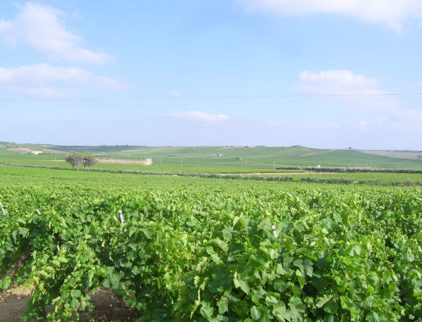 “Vendemmia 2026: il vigneto Sicilia stringe i denti contro il clima, giù i volumi ma qualità salva tra cali di produzione, sfide di cantina e incognite di mercato”